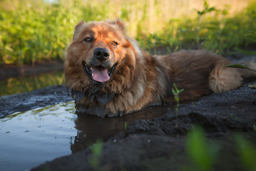 Dog in the mud