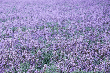 Fototapeta premium Lavender and sage cultivation