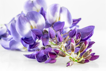 Blossom of Wisteria