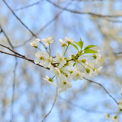 White Flowering trees in the spring