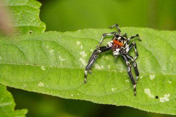 Image of Jumping spiders(Plexippus paykulli.,male) on green leaves. Insect Animal