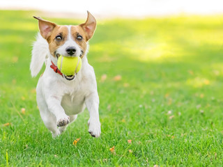 A funny dog Jack Russell Terrier running fast with a small Tennis ball on green lawn outdoor at summer day. Copy-space left
