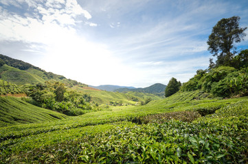 Fototapeta na wymiar Beautiful landscape of the tea plantations in the Cameron highlands, Pahang State, Malaysia. Southeast Asia