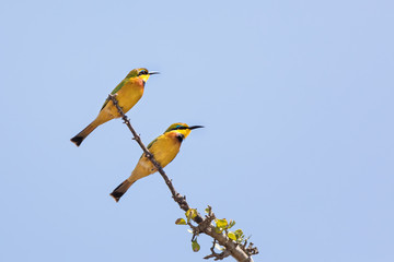 Pair of bee eaters in the Masai Mara