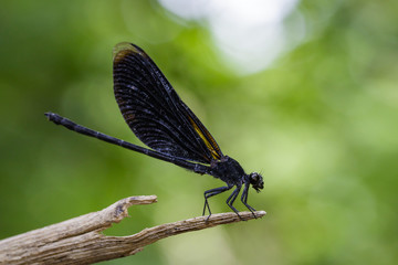 Image of Euphaea Masoni Dragonfly on dry branches on nature background. Insect Animal