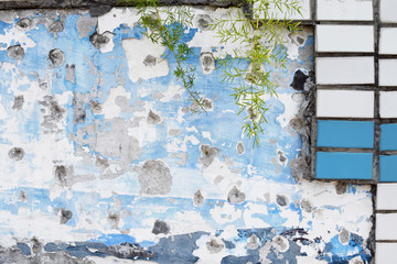 blue old and shabby wall and green plants