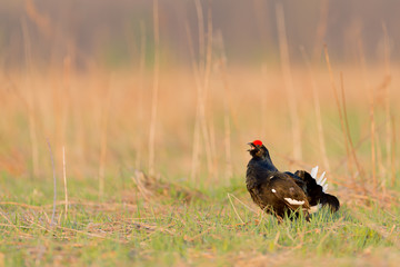 Black Grouse Standing in a Field