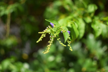 purple small flower and green leaves