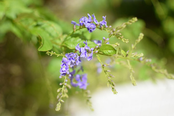 purple small flower and green leaves