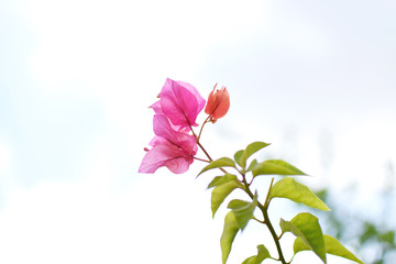 pink red orange flower and green leaves white background