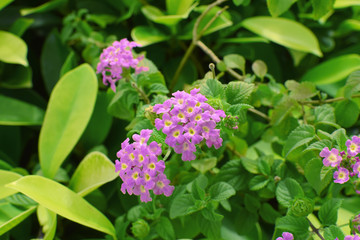 pink purple small flower and green leaves