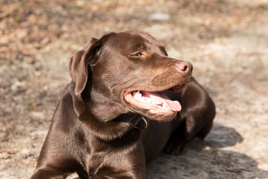 Labrador lying in a forest