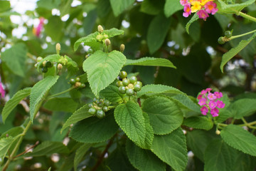 green leaves plants and pink flower