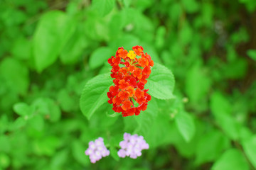 orange 、red flower and green leaves plants in sunlight