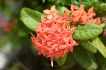 orange 、red flower and green leaves plants in sunlight