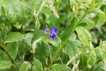 purple flower and green leaves plants in sunlight