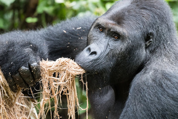 Male silverback gorilla eats his favourite banana tree
