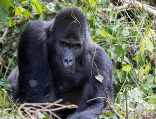 Eastern Lowland Gorilla, also known as Grauer's Gorillas. Male silverback.