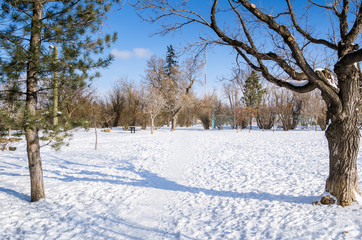 Snowy Park under Blue Sky on a Cold Winter Morning. Calgary, AB, Canada