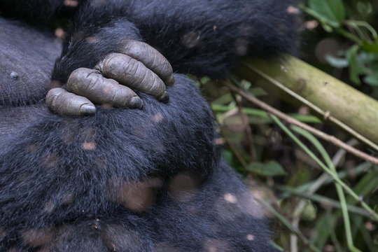Hand and fingers of Eastern Lowland Gorilla