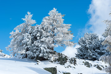 trees covered by snow