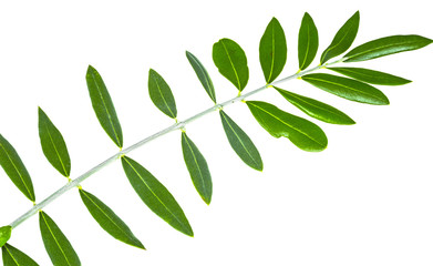 Oil, olive twig, leave
