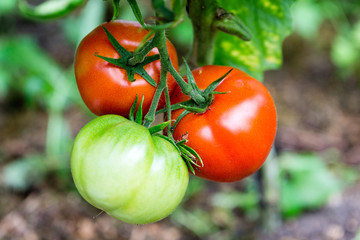 Ripe natural tomatoes growing on a branch in a greenhouse. Shot using shallow depth of field