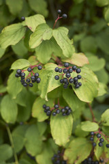 Cornus sanguinea