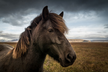 Fototapeta na wymiar Portrait eines Island-Pferdes