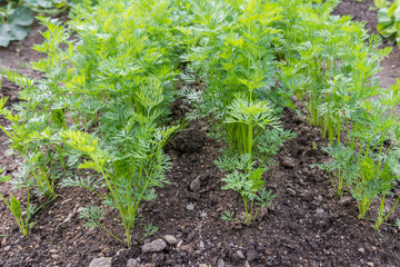Karotten in einem Gemüsebeet