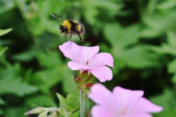 Bumble Bee