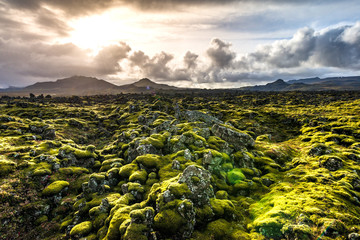 Moosbewachsenes Lava-Feld auf Snaefellsnes, Island