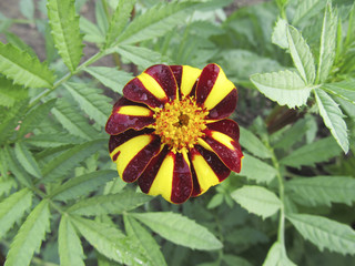 Marigolds in the garden. 