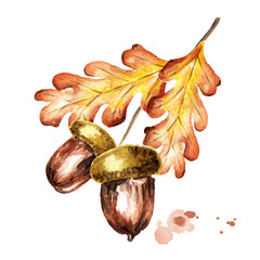 Oak autumn branch with leaves and acorns. Watercolor handpainted illustration © dariaustiugova