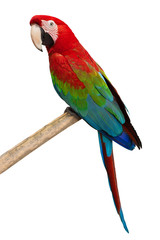 parrot (ara chloroptera) isolated on a white background