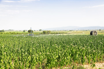 tobacco field irrigation