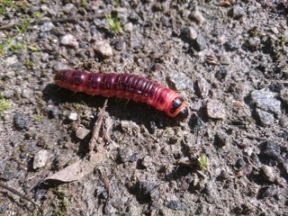 Big red caterpillar