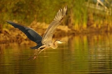 Blue Heron in Flight