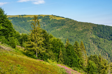 hillside with conifer forest and fireweed