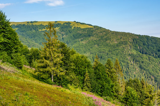 hillside with conifer forest and fireweed