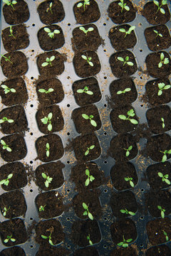 Seedlings in pots; Rows of Potted Seedlings and Young Plants in Greenhouse