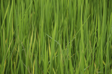 Fototapeta na wymiar Paddy field / Rice field
