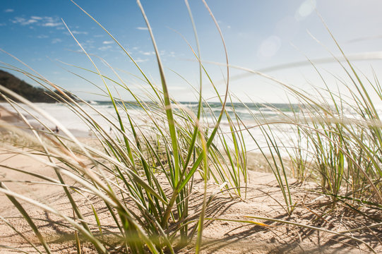 Close-up of grass growing on beach