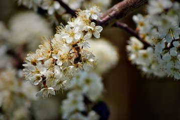 Apfelblüte