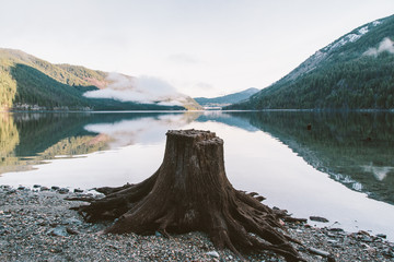 Old weathered stump on beach of lake during sunrise.