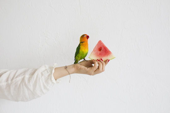 Parrot eating a watermelon while standing on girl's hand