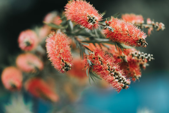 Bottlebrush flowers