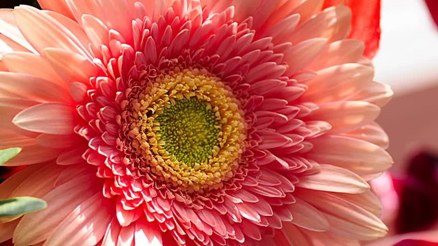 Gerbera flower close-up part 3