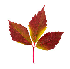 Autumn Parthenocissus leaf isolated on a white