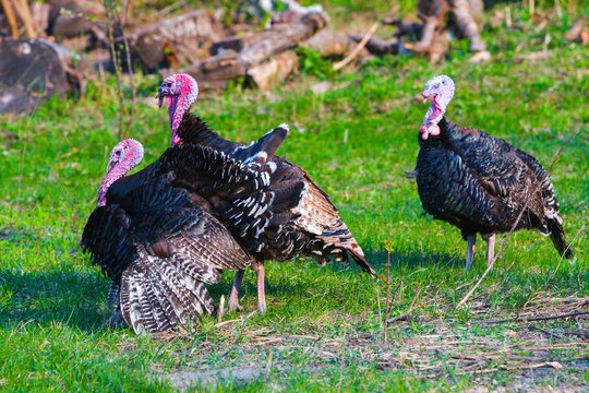 Three black turkey grazing in a green grass field pasturage on the backyard. Springtime. Concept theme: Agriculture. Nature. Climate. Ecology. Natural organic food. Farming.